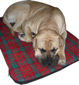 Perro descansando junto al logo de Dormiperro